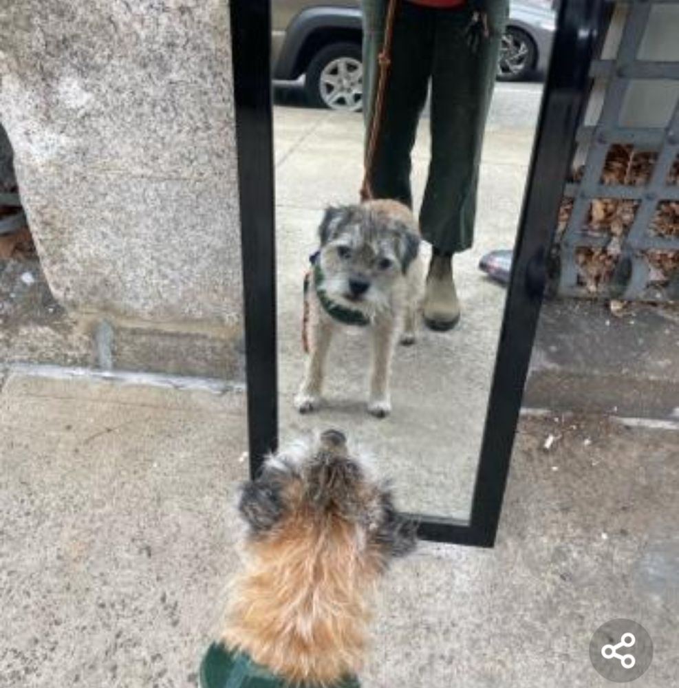 scruffy border terrier admiring himself in a mirror.