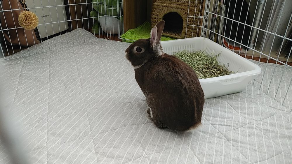 綿製の肌触りが少しひんやりする奴に換えました