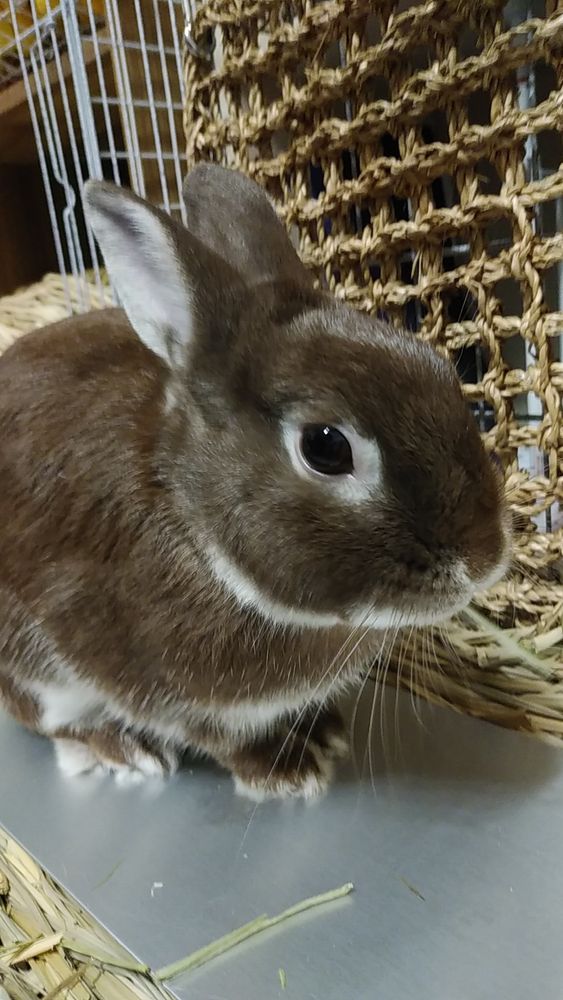 チモシーを食べるきびちゃん