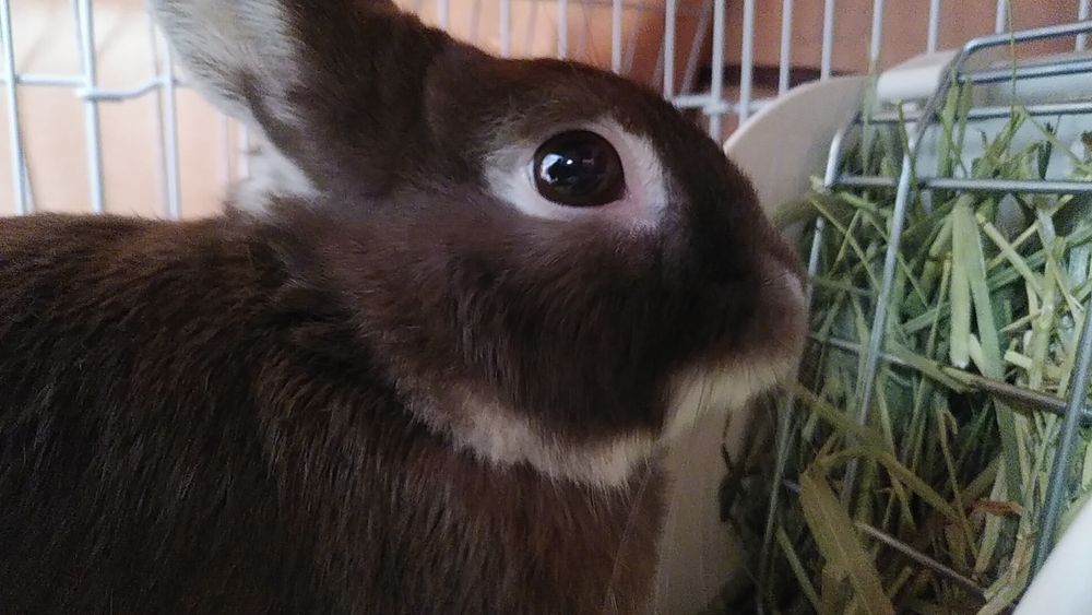 お目々キラキラで、恐らくオーツヘイを食べるきびちゃん