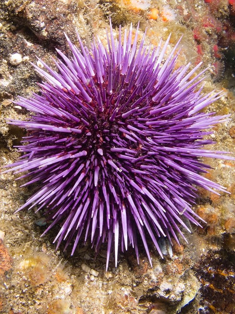 A underwater picture of a purple sea urchin. It looks like a round ball covered in spines, sitting on a background on yellow rock.