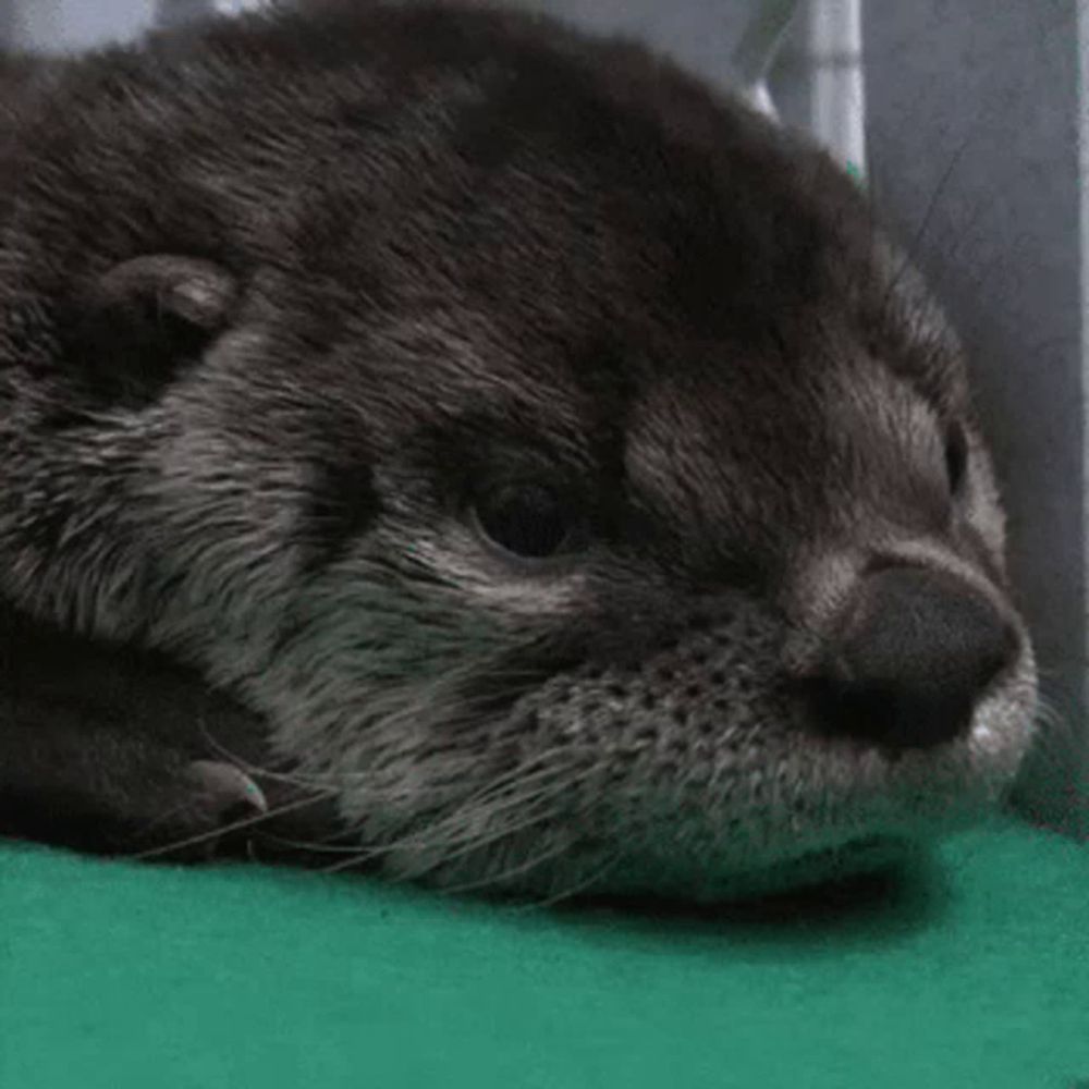 an otter is laying down on a green surface and looking at the camera .