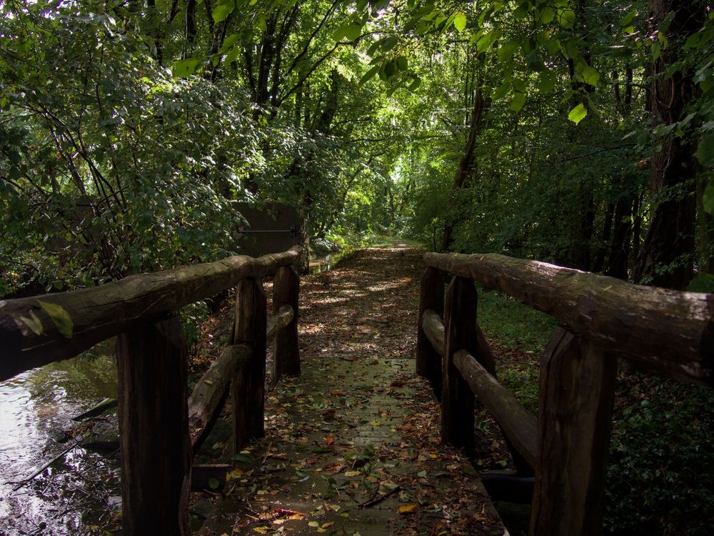 Photo of an slippery wooden bridge inside a wooded area after rain