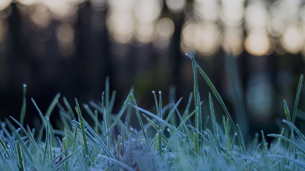 Photo of frozen grass taken close to the ground, out-of-focus forest edge in the background