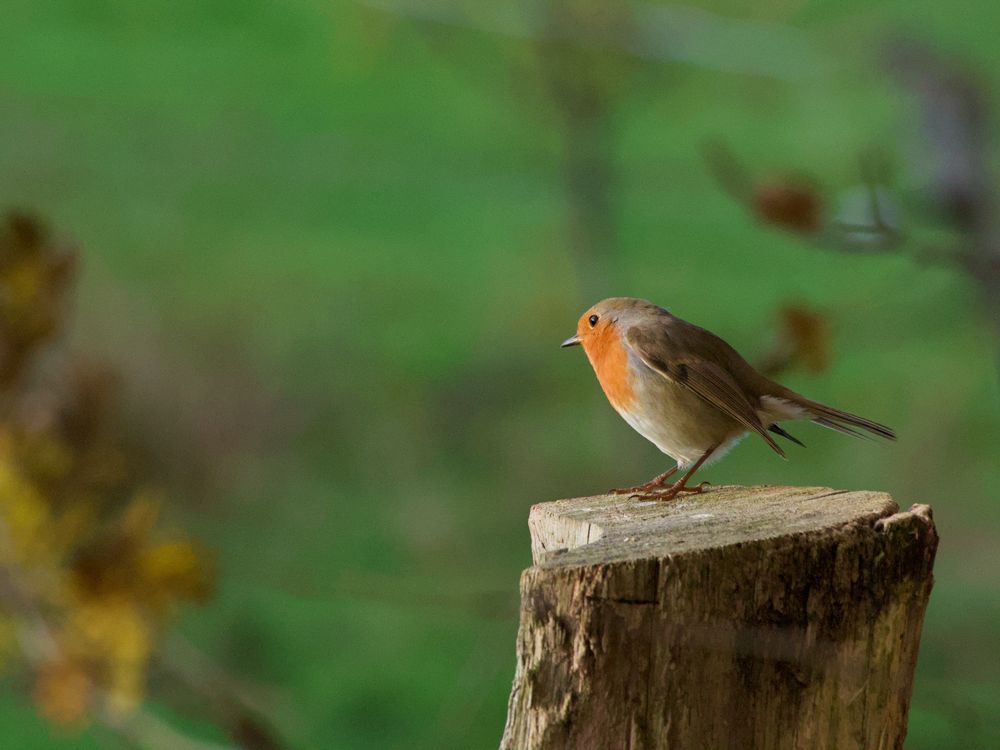 Photo of a robin redbreast on a tree stump fence post