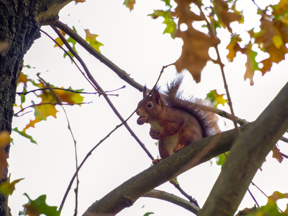 Photo of a squirrel sitting on a branch, folding their hands, with a nut in their mouth