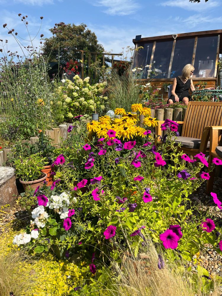 Purple, white and yellow flowers growing in an allotment