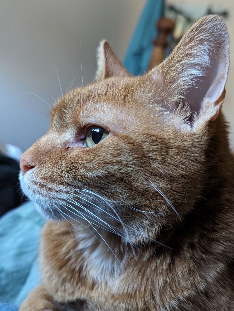 The face of a ginger tabby cat with a white chin and bottom muzzle.