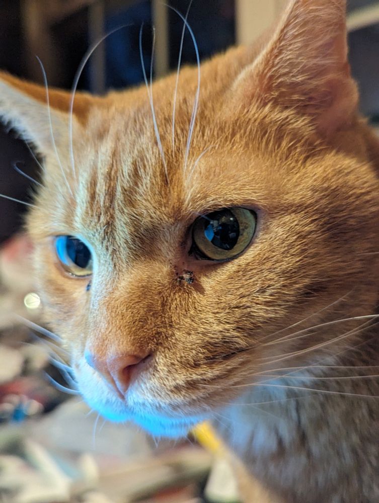The face of an orange tabby cat with a white chin