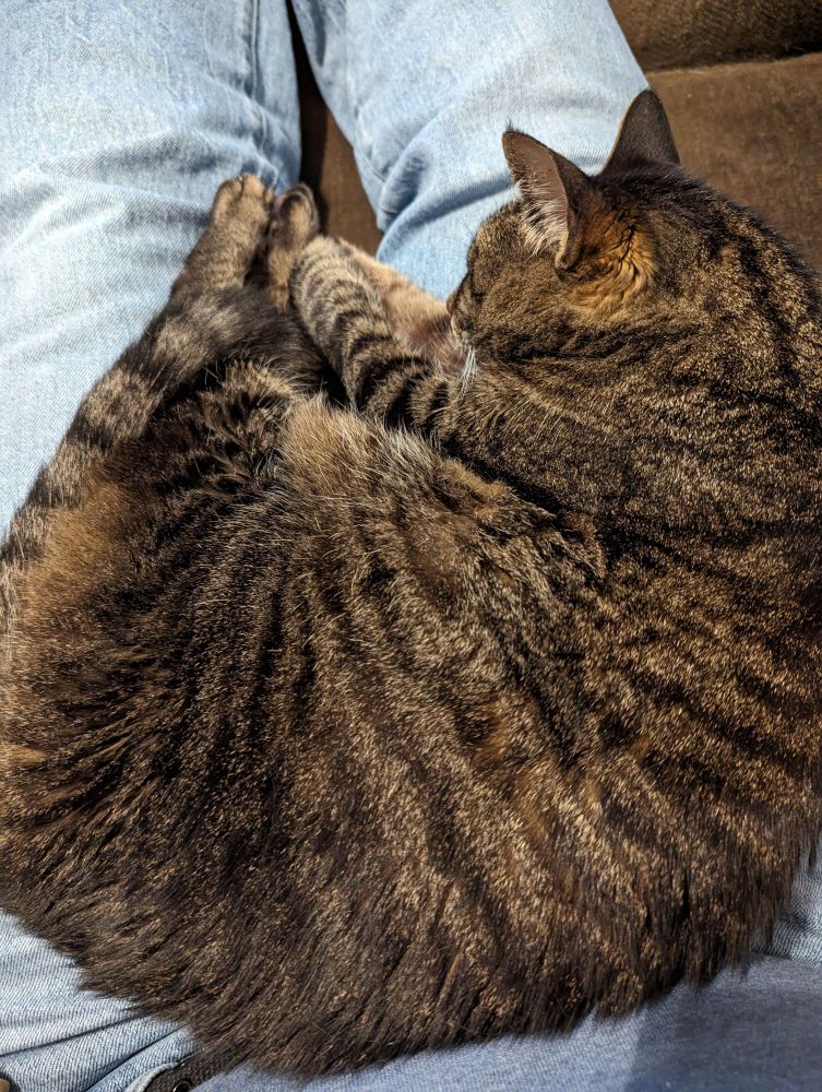 A dark brown and light brown striped kitty curled up on a lap