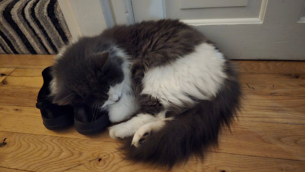 Gray and white cat curled up on a pair of shoes. 