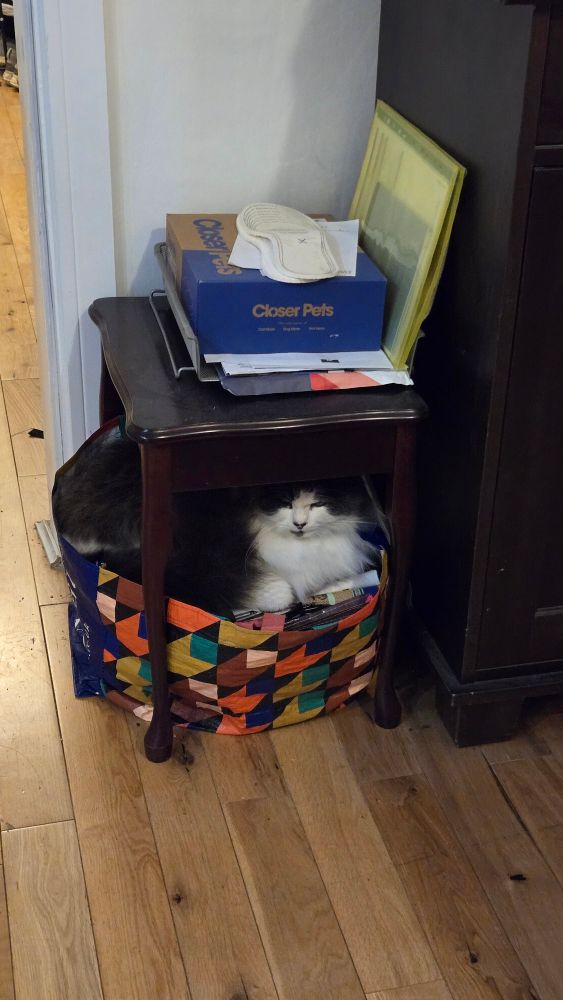 A fluffy gray and white cat in a shopping bag. 