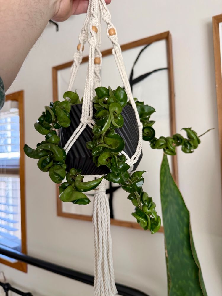 Hoya Compacta (Hindu Rope). She wasn’t even spilling over the top when I bought her and now she has very beautiful strands hanging outside of the pot.