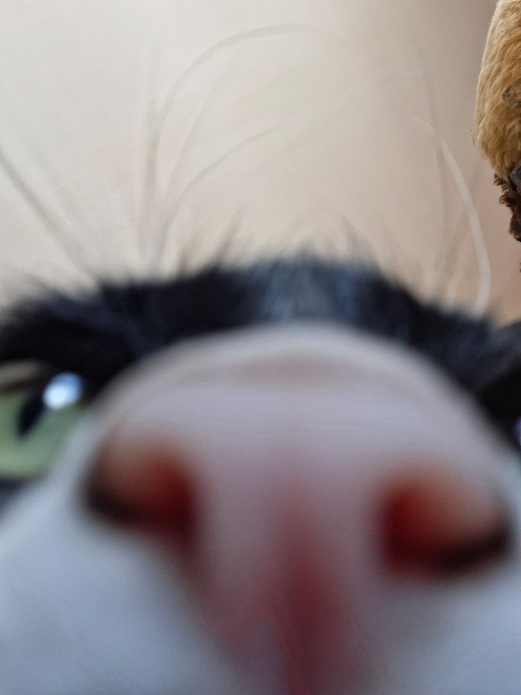 I shove the front camera of my phone on my cat's face and snap it before he noticed