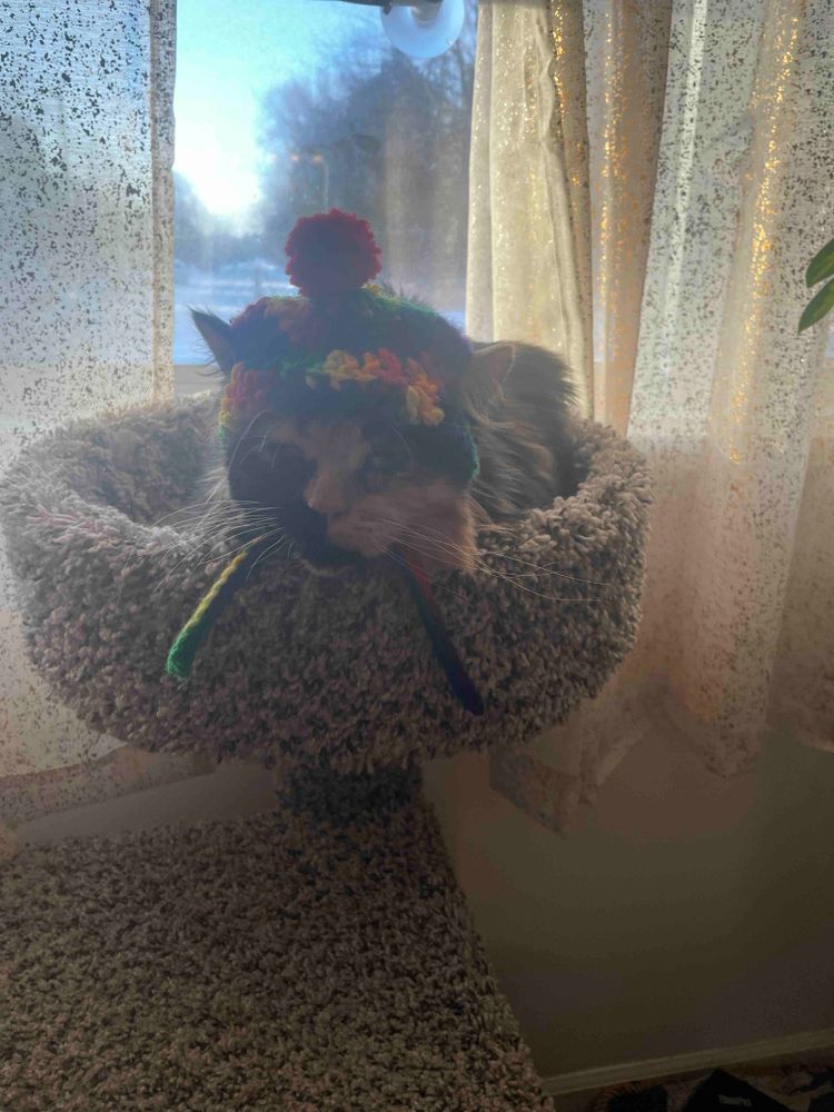 A cat with a rainbow hat sitting on a cat tower