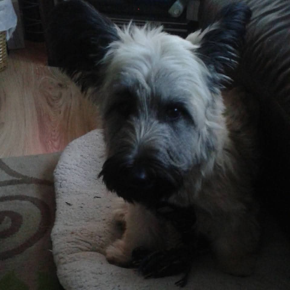 Dougal the Skye terrier looking at the camera whilst sitting on his bed.