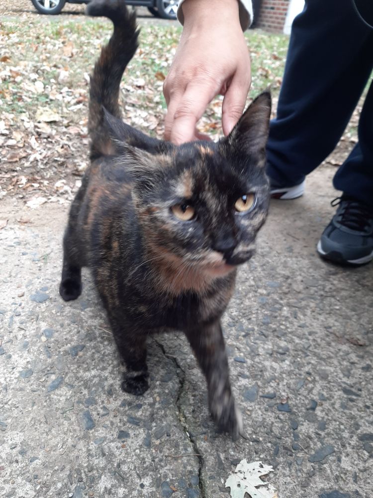 Tortie cat walking and being pet 