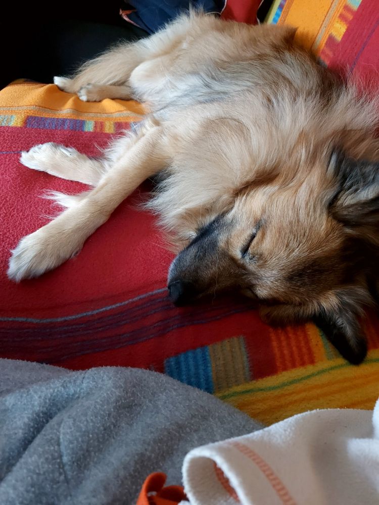 a brown fluffy dog sleeping on a couch with red, blue and yellow blanket