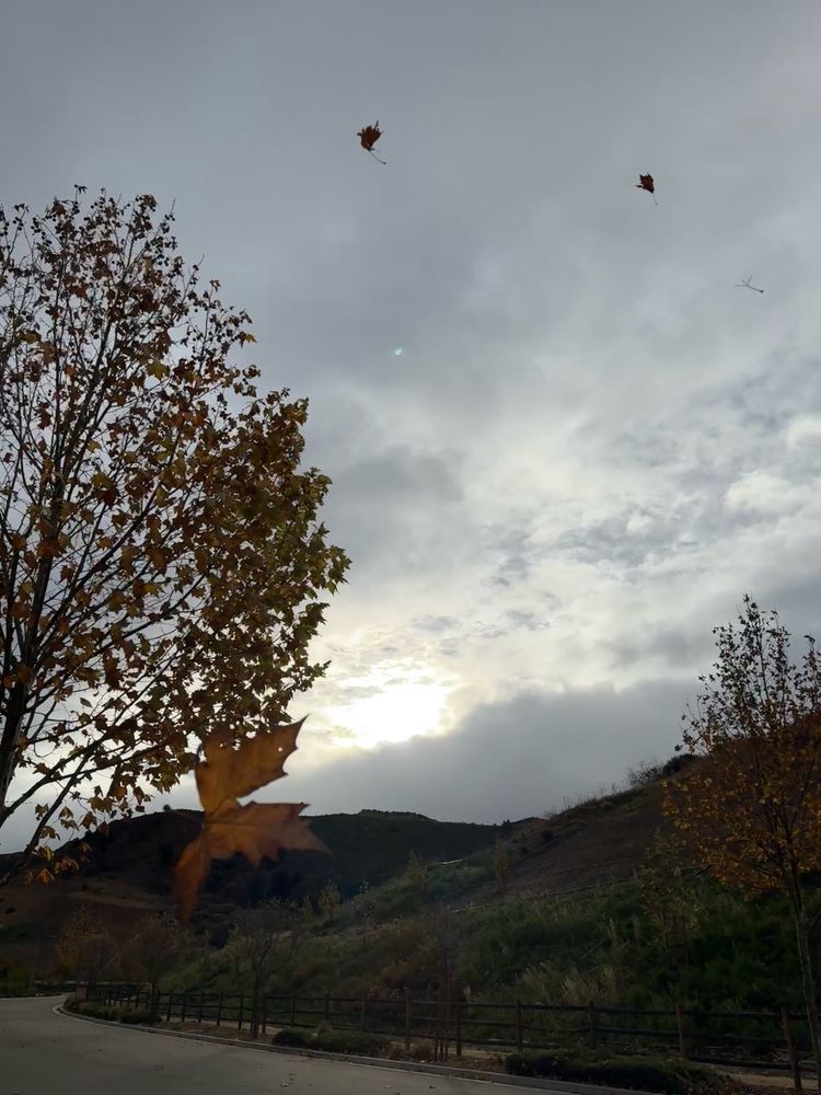 Image of cloudy sky with trees of brown leaves