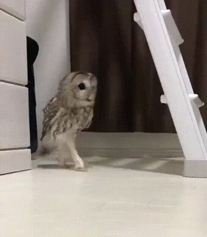 a small owl is walking on its hind legs in front of a ladder .