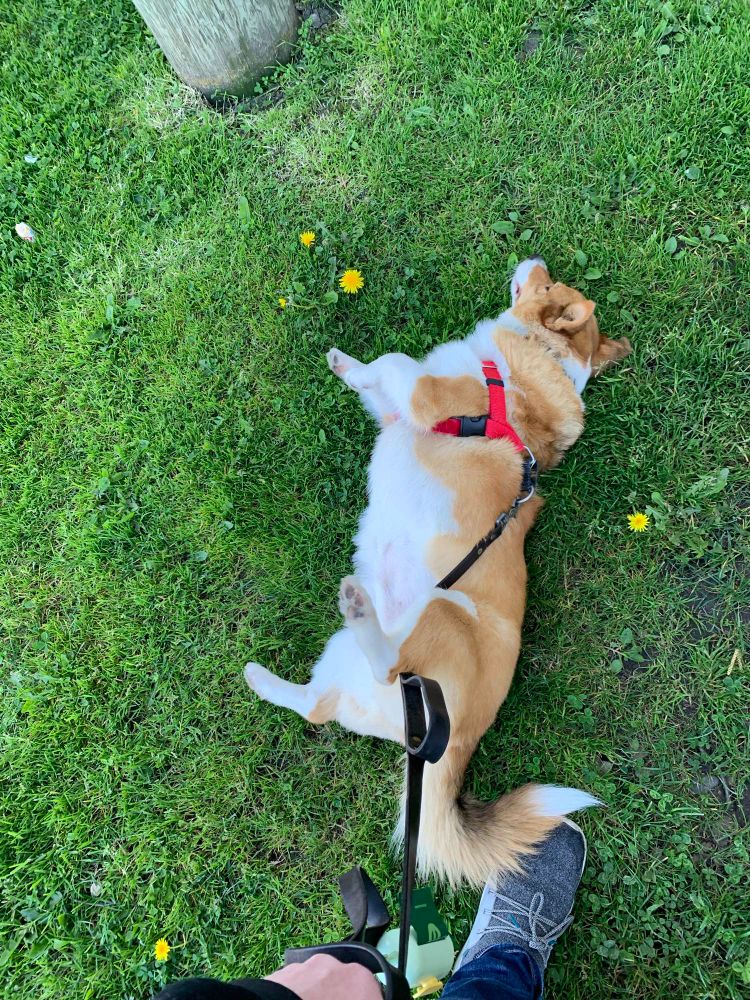 A corgi lying on the grass on his back when he is clearly supposed to be walking
