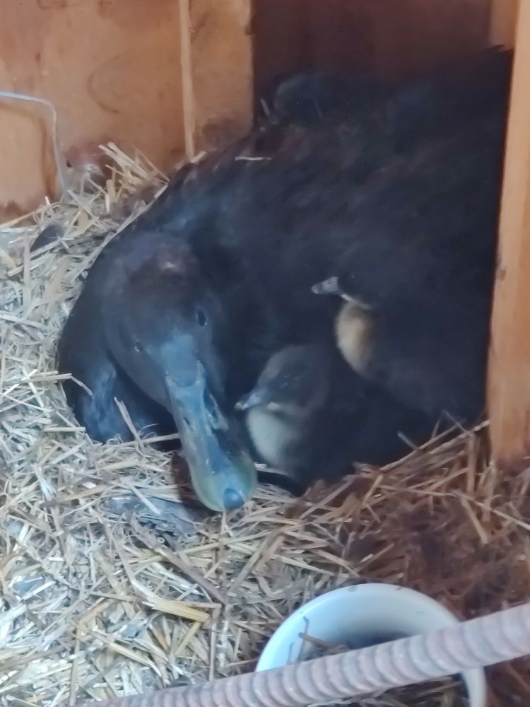 Black cayuga duck with 2 baby ducklings nesting 