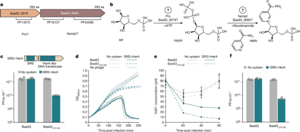 Phages reconstitute NAD+ to counter bacterial immunity - Nature