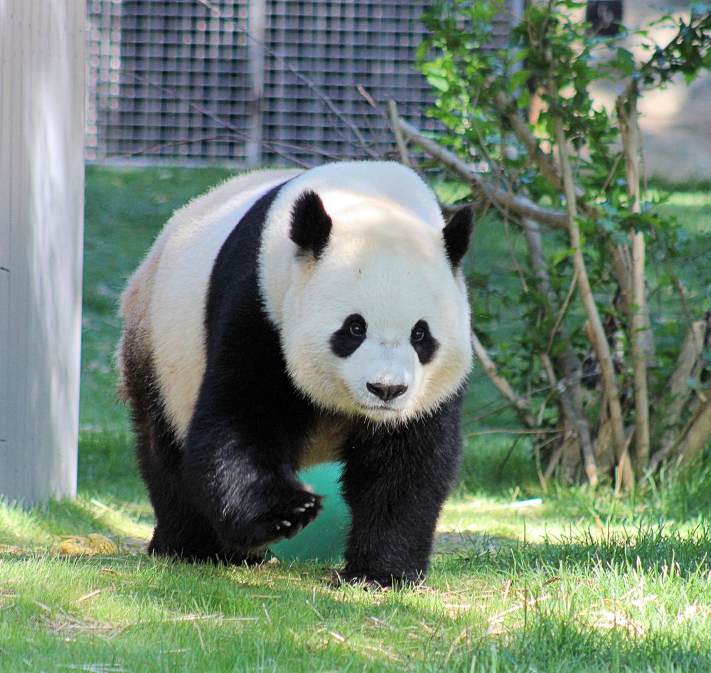 Giant panda Bao Li is walking towards his visitors ready to give free hugs.