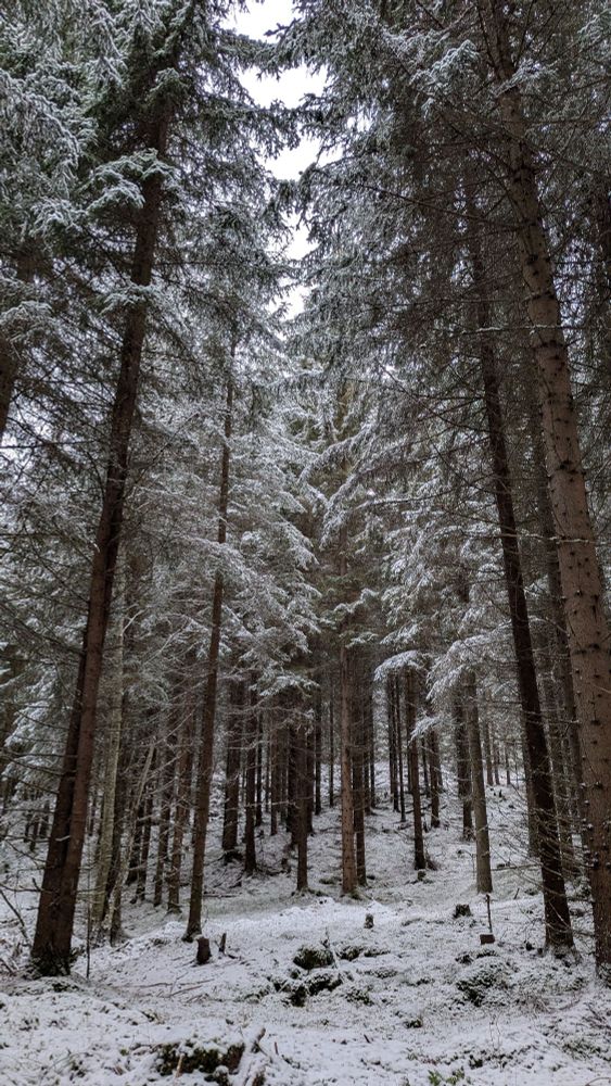 A snow covered spruce forest.
