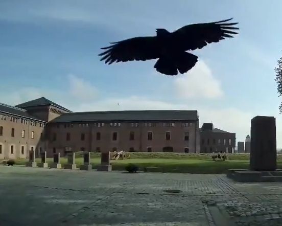 A silhouette of a crow in the air.