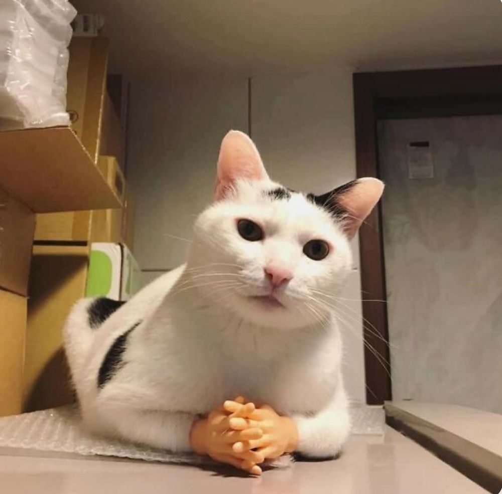 Small black and white cat (mostly white with a few black spots) looking concerningly at the camera front legs laying down look like they are crossed with two little mini hands covering the cats paws making it look like the cat is clasping its human hands waiting for an explanation for something. 