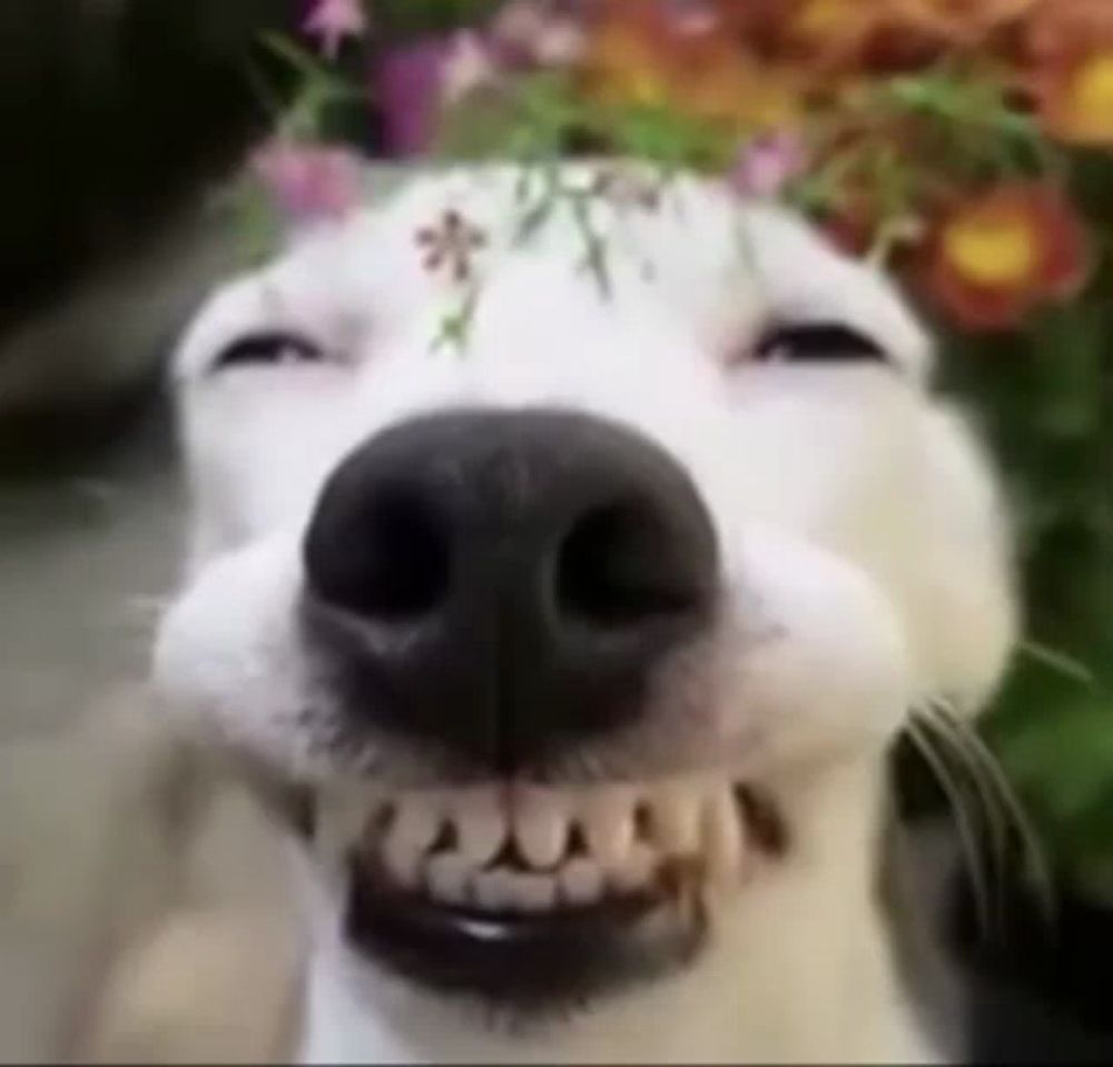 a close up of a white dog wearing a flower crown .