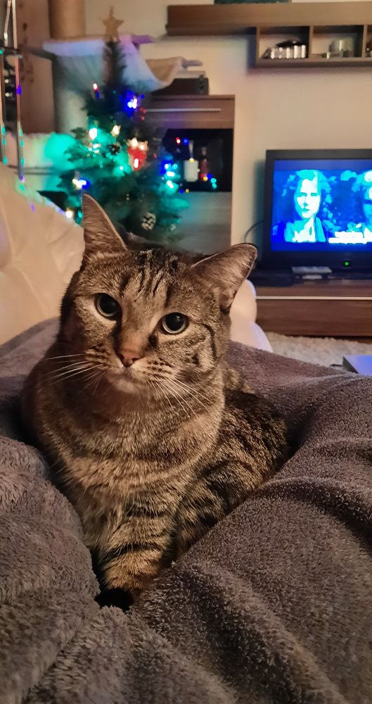 A brown tabby cat staring at the camera with a possibly unsettled expression. She's lying on top of a gray blanket between her human's legs. There is a Christmas tree with colourful lights in the background, as well as a TV playing Lord of the Rings. 
