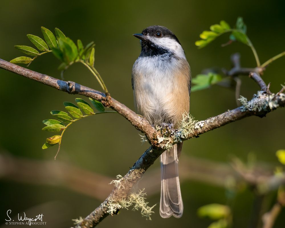 A black-capped chickadee is perched adorably on a tree branch.