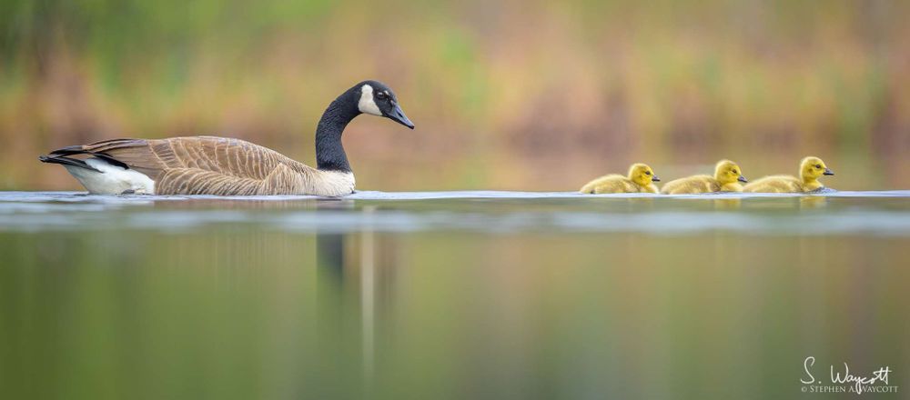 Three cute fluffy yellow Canada Goose goslings are swimming to the right with a parent following close behind.