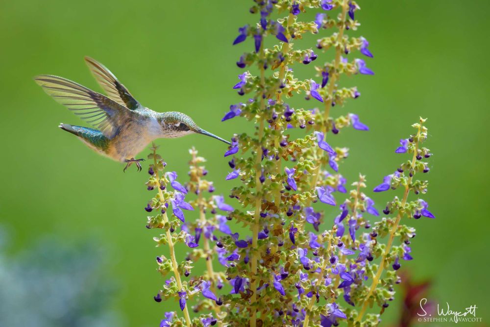 A grey and green hummingbird is probing a small purple flower from the left while hovering in front of an out of focus green background.