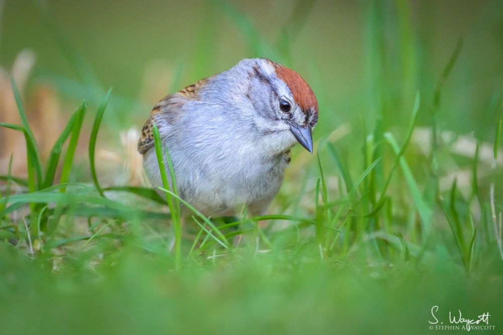 A small bird with grey breast, white throat and rusty brown cap on its head is on the ground in short green grass, looking down and to the right.