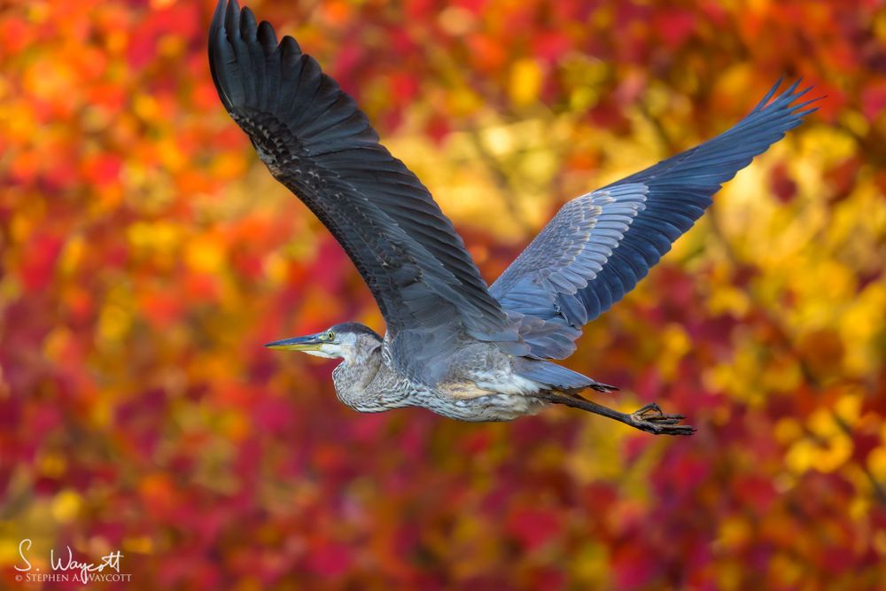 A large bluish grey heron is flying from right to left with out of focus bright red and orange leaves filling the background.