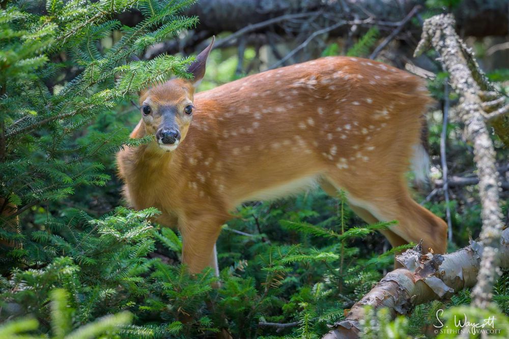 An adorable tan coloured baby deer with white spots is peering at the camera from the underbrush of a forest.