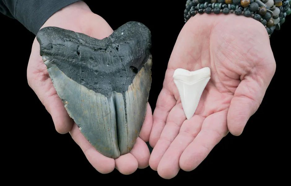 Meg tooth compared to Great White tooth