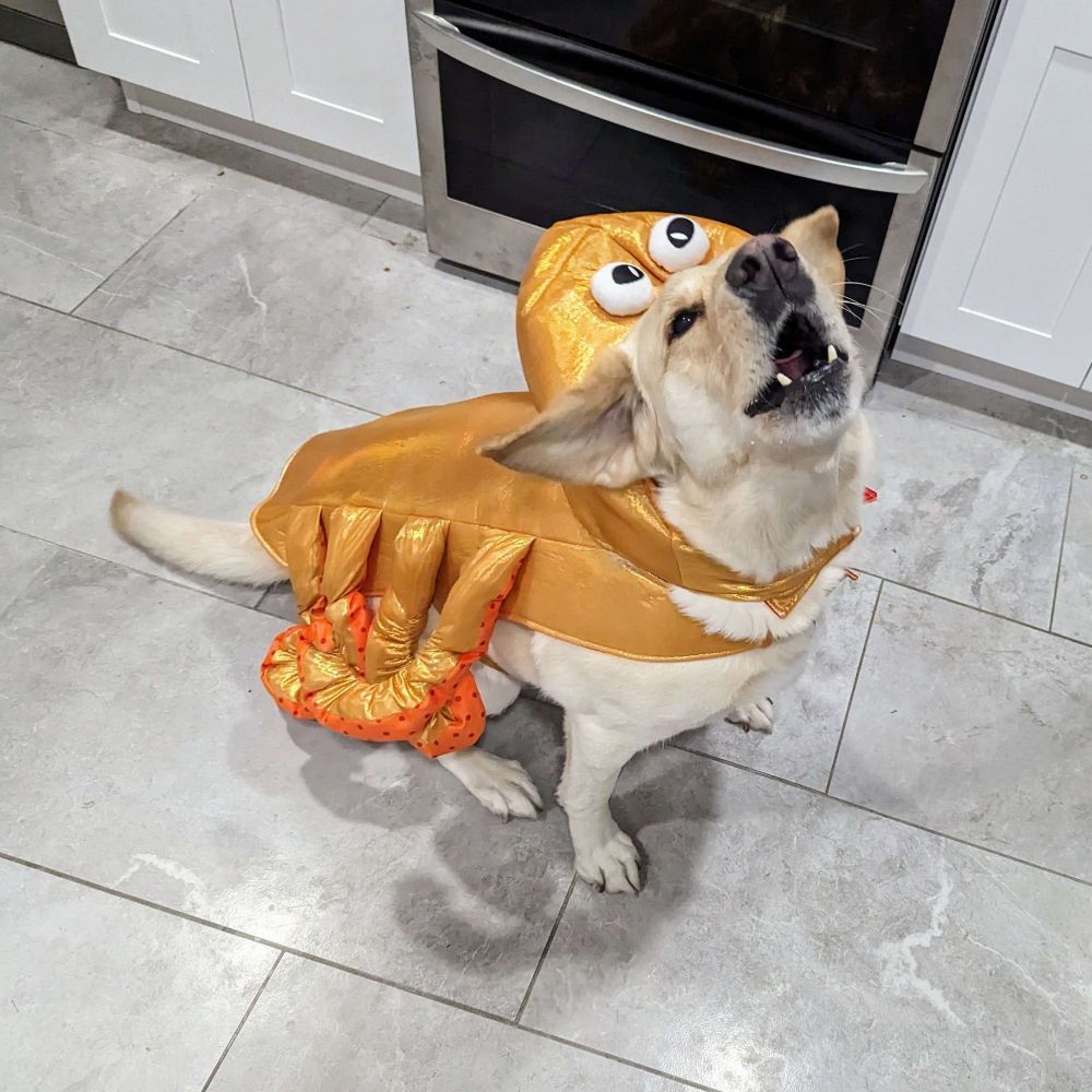 My silly dog, who is a yellow lab + beagle mix. He looks mostly like a yellow lab but with bigger eyebrows (even though they're the same color). He is in the kitchen on a light-grey marble floor, behind him is the oven and some cabinets (white because we haven't painted them since we moved). The picture is shot from about waist-height, at a downward angle so and the picture catches him mid-bark so he looks even sillier as his ears are flapping at the moment. He is wearing a Halloween costume that's supposed to be an octopus but really just looks like an orange vest with eight floppy/curly things along the sides. He is excellent at knocking things off of coffee tables, and the costume just made him even better.