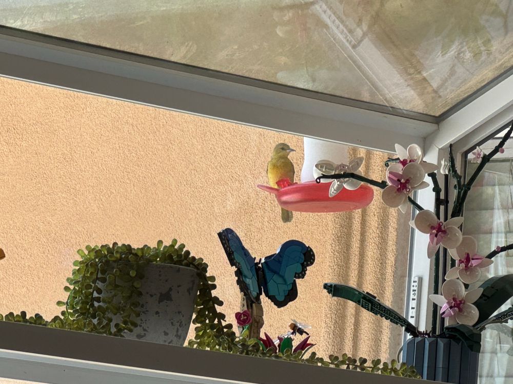 A yellow bird perched on a birdbuddy hummingbird feeder