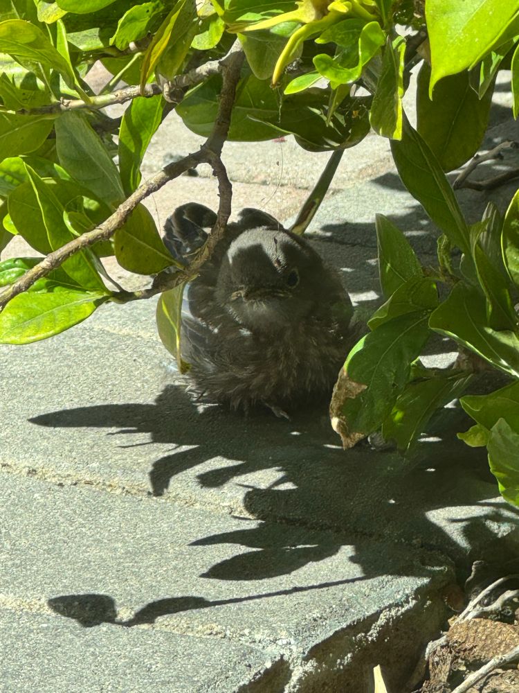 A third baby bird, hiding under a bush