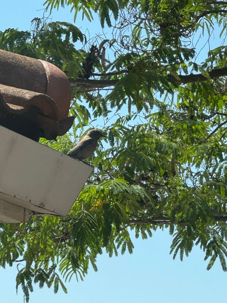 A brownish bird perched on the corner of a tile roof, which tree branches in the background. This bird is presumably the mom because of the muted colors.