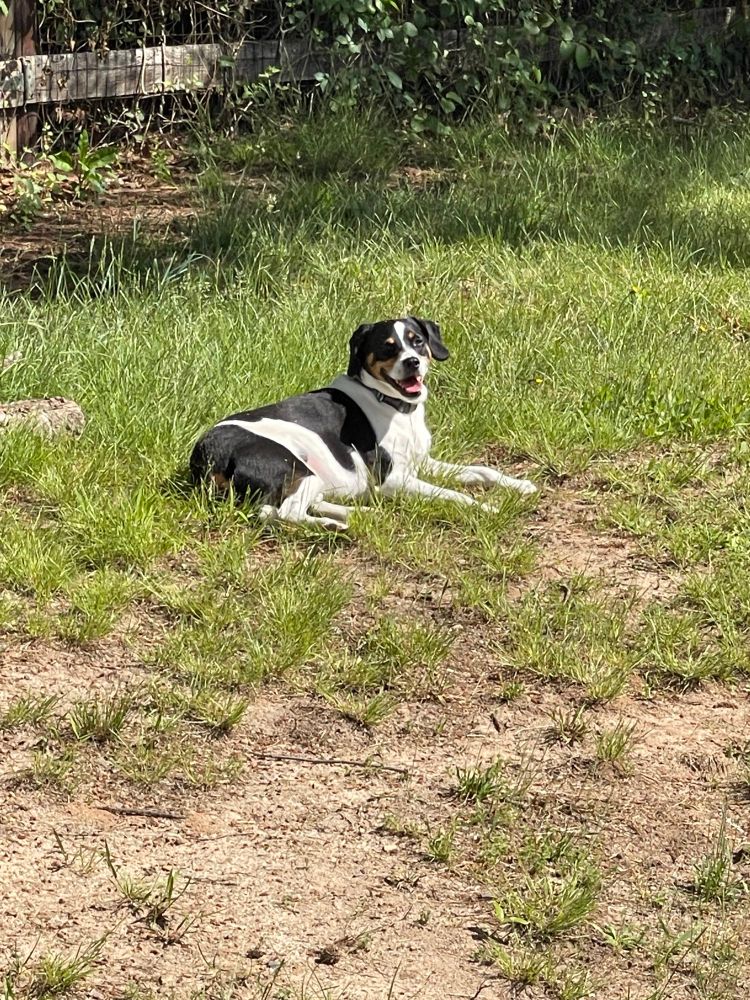 Pupper relaxing in the yard. 