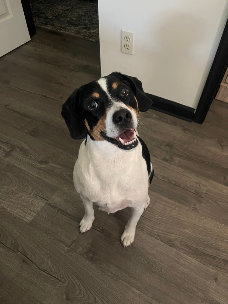 Birthday beagle.