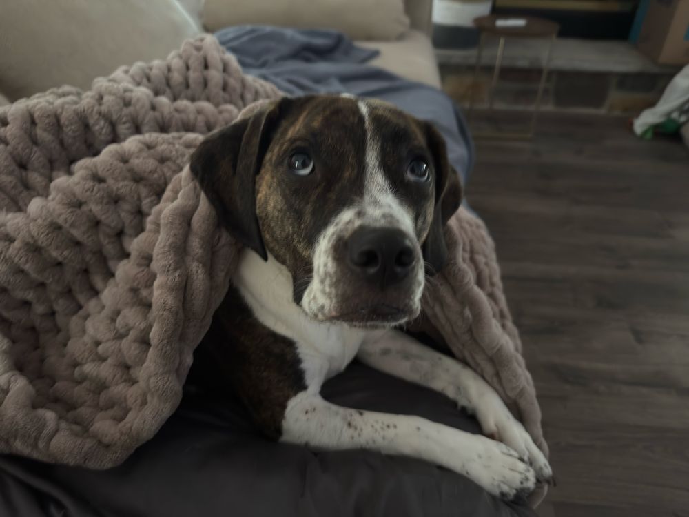 Violet May, a beagle-staffy mix