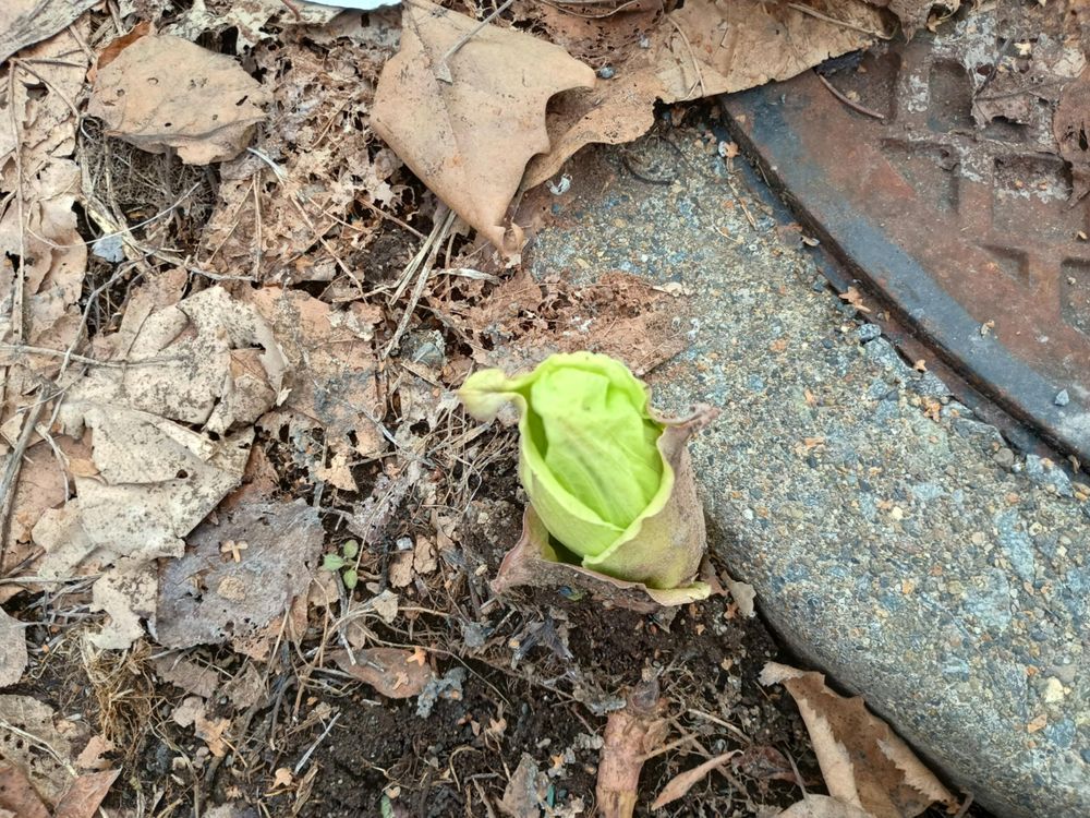 中央にふきのとうの芽が生えている地面の写真