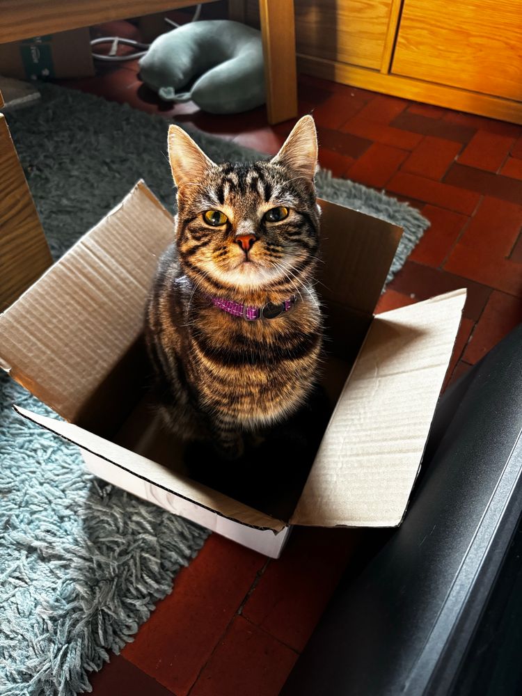 Tabby kitten sitting inside a small cardboard box staring up at the camera eyes half closed 
