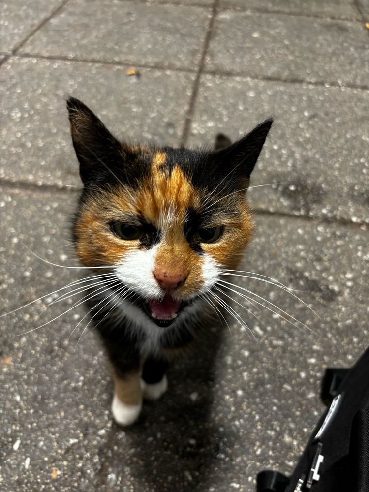 The same calico cat mid meow at the camera.
